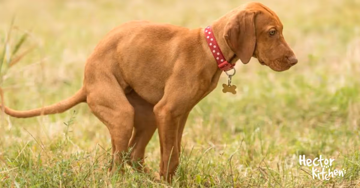 Chien constipé : causes, remèdes et prévention