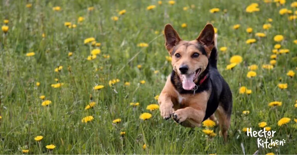 Dangers du printemps pour les chiens : Tout ce que vous devez savoir