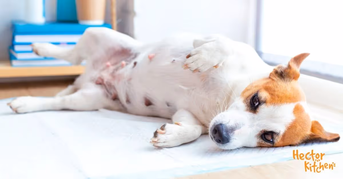 La grossesse nerveuse chez les chiens : Diagnostic et gestion