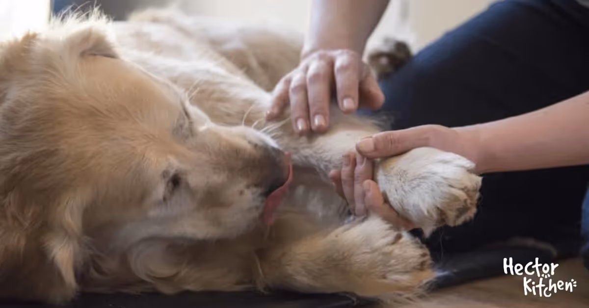 L'ostéopathie pour chien : Tout ce que vous devez savoir