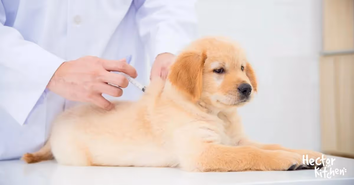 La vaccination du chiot : Protégez la santé de votre compagnon