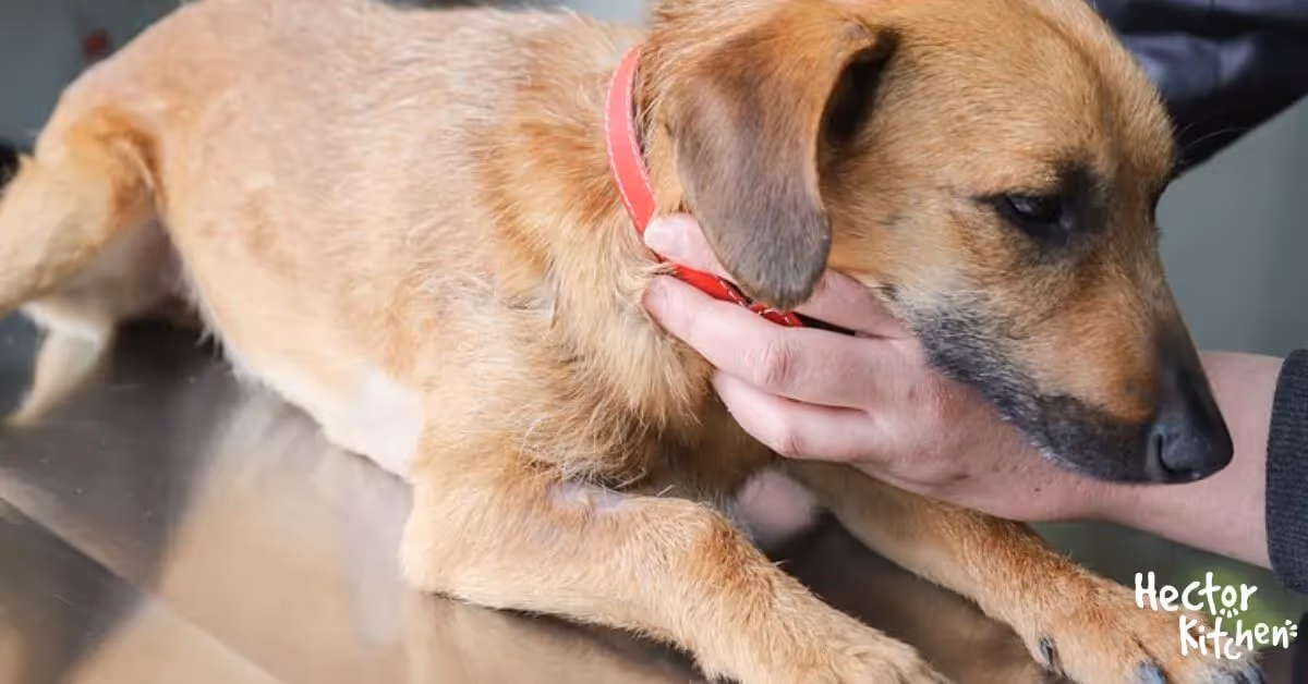 Leishmaniose chez le chien : symptômes, prévention et traitements 