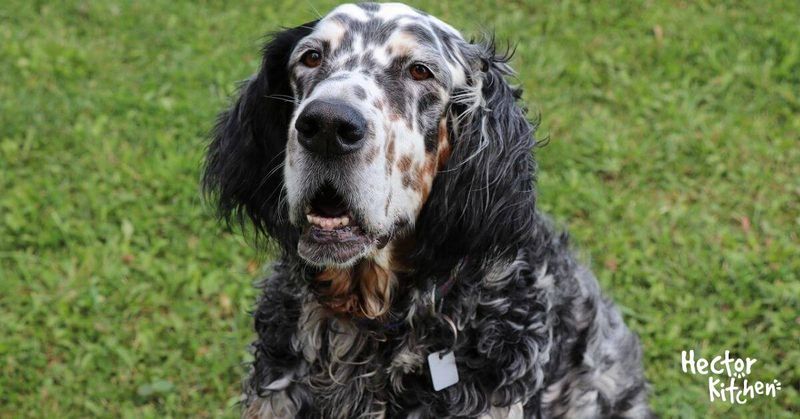 English Setter | Un cane intelligente, affettuoso e giocherellone!