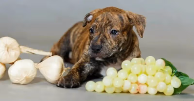 L'ail et le raisin toxique pour chien