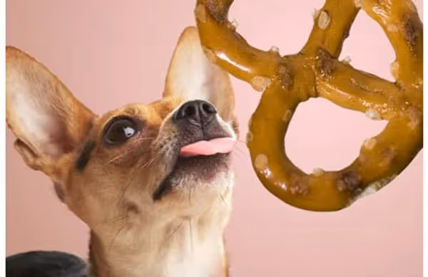 Sel dangereux pour chien 