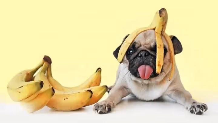 Chien mange banane ?
