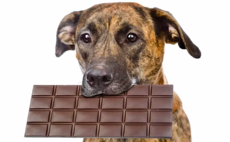 Chien chocolat toxique