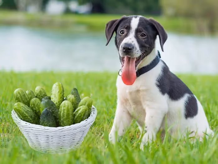 Chien concombre