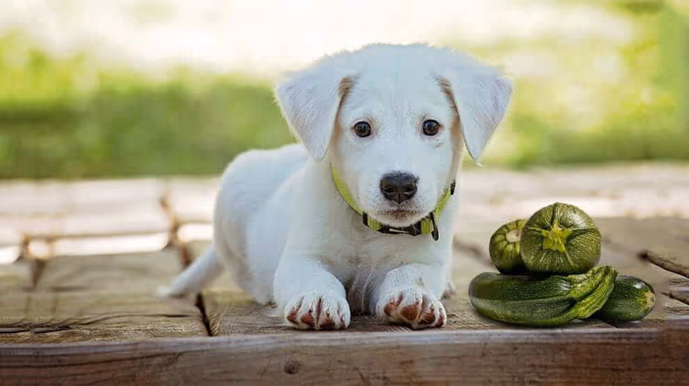 Courgette bon pour chien ?