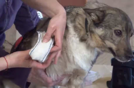 Réduire le stress du chien par le medical training