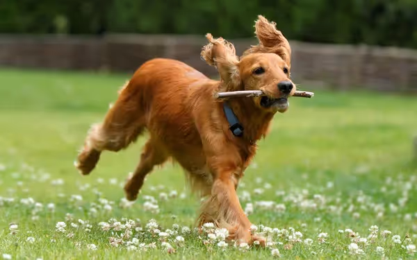 probiotiques prébiotiques chien