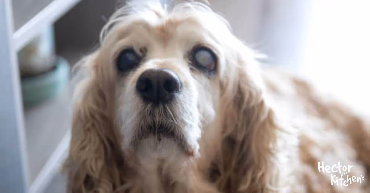 Cataracte chien : symptômes et traitements