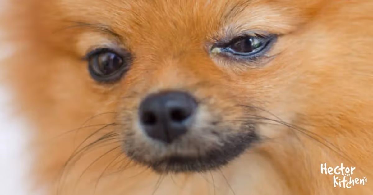 Conjonctivite chez le chien : symptômes et traitements