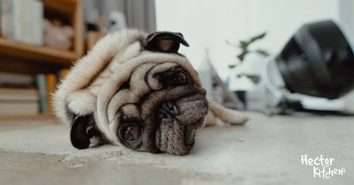 Crise épilepsie du chien : Guide complet