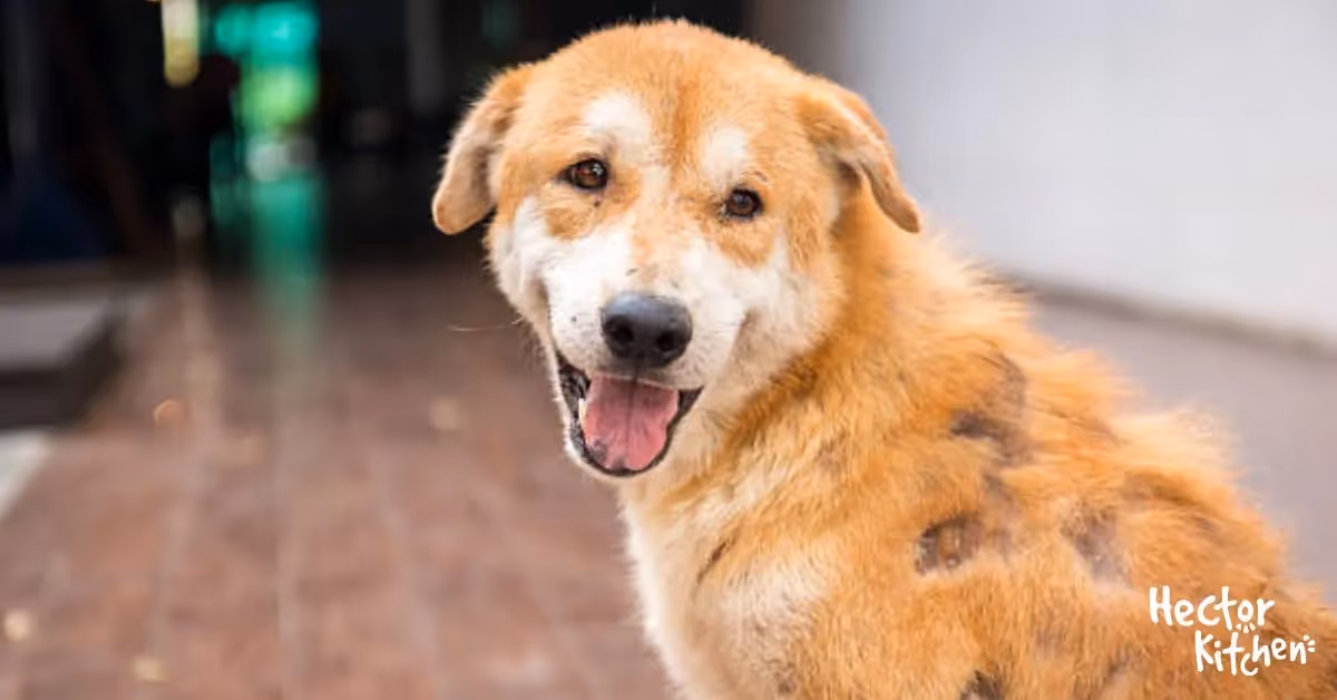 La Gale chez le chien : Guide Complet !