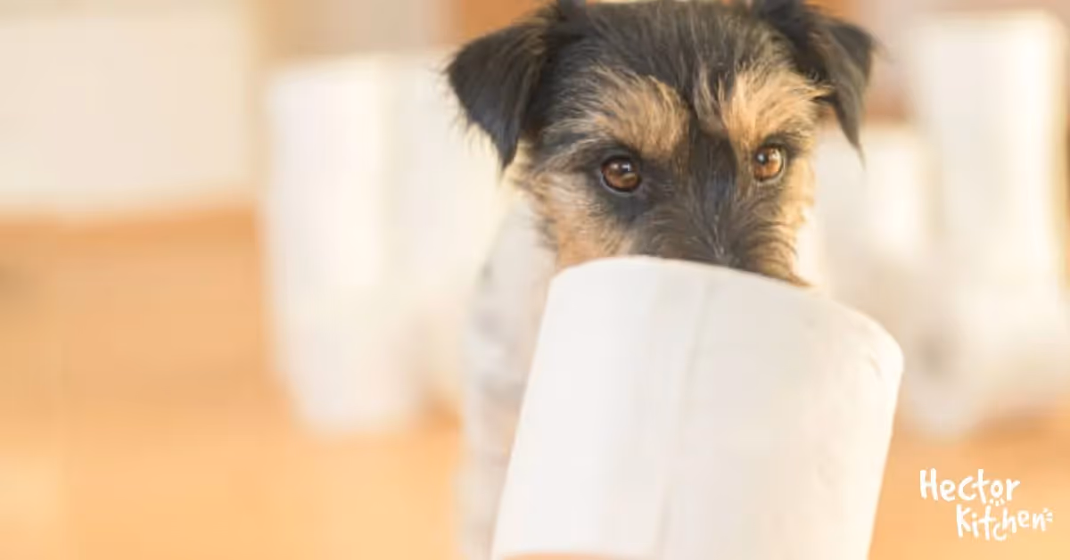 Giardiose chez le chien : comment la soigner ?