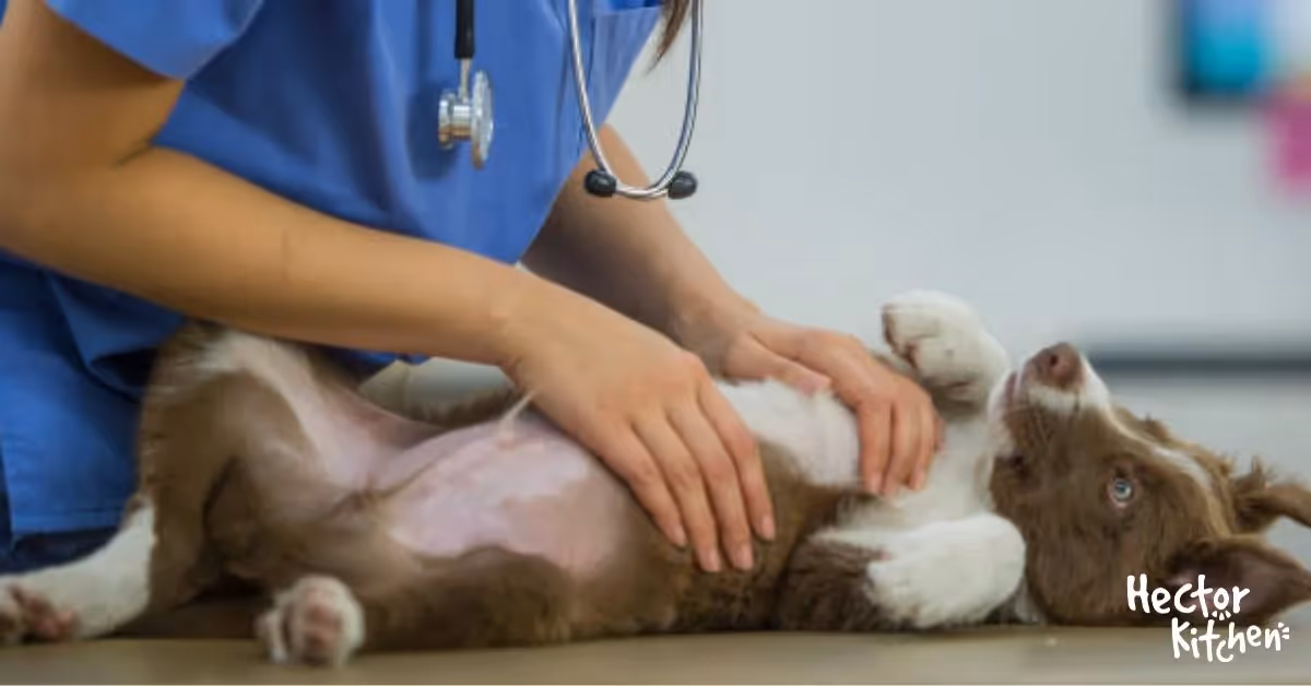 Insuffisance rénale du chien : quelle alimentation ?