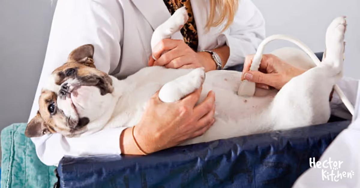 Pancréatite du chien : symptômes et solutions