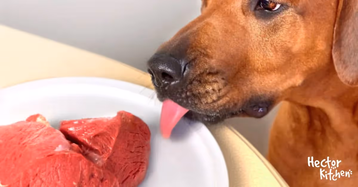 La toxoplasmose chez les chiens : Risques et précautions