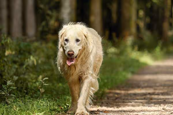 arthrose chien
