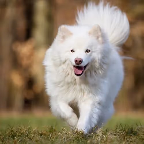 Entretien poils chien