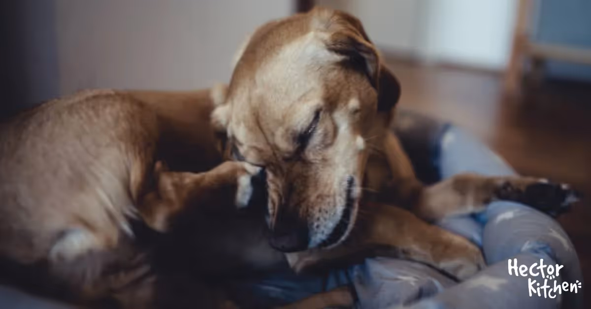 Parasites du chien : comment les vaincre
