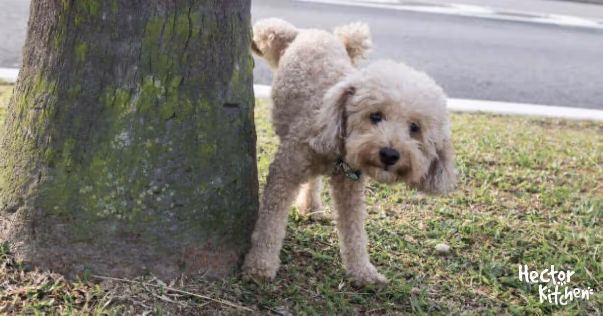 Cristalli e calcoli urinari nei cani