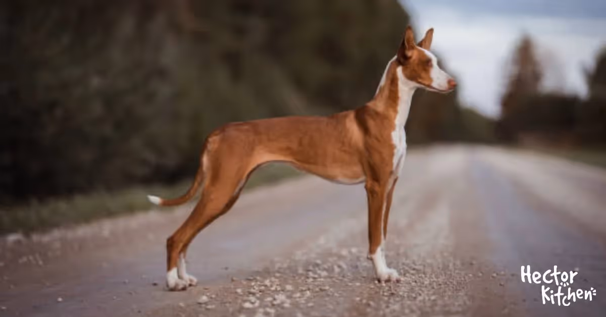 Gérer la maigreur chez les chiens : Prévention et rétablissement