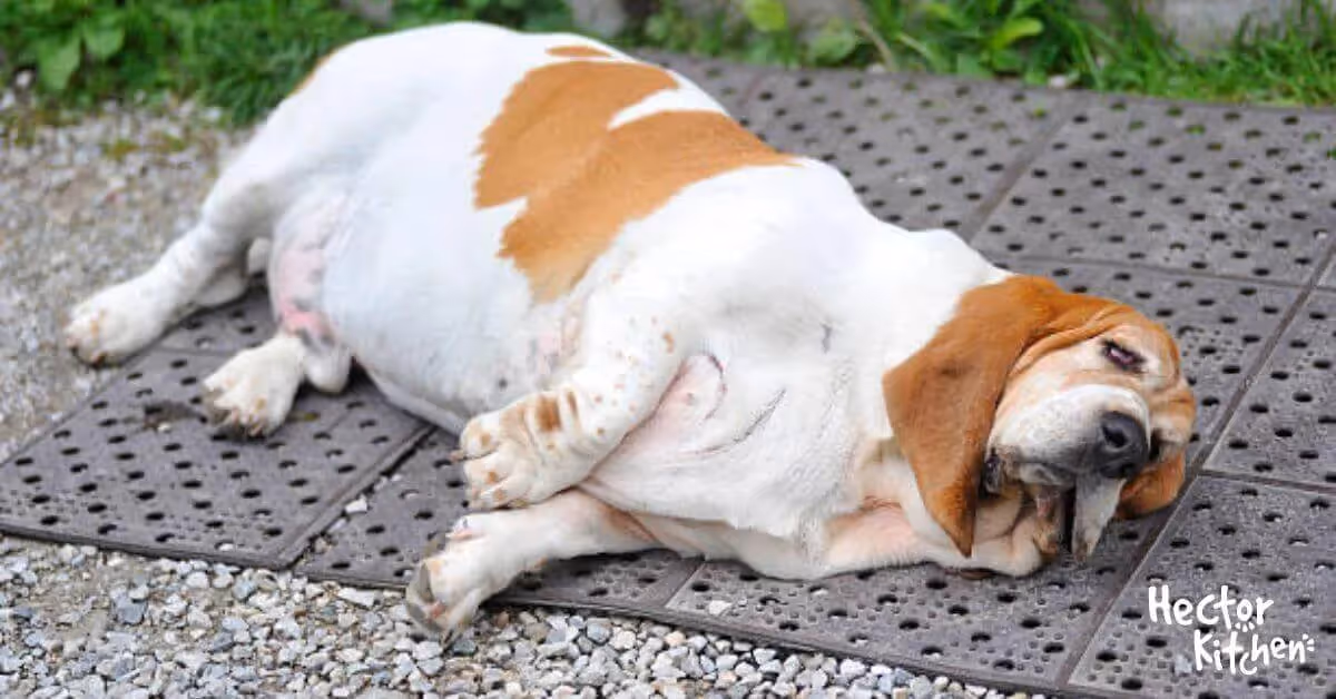 Comment vaincre l'Obésité du chien