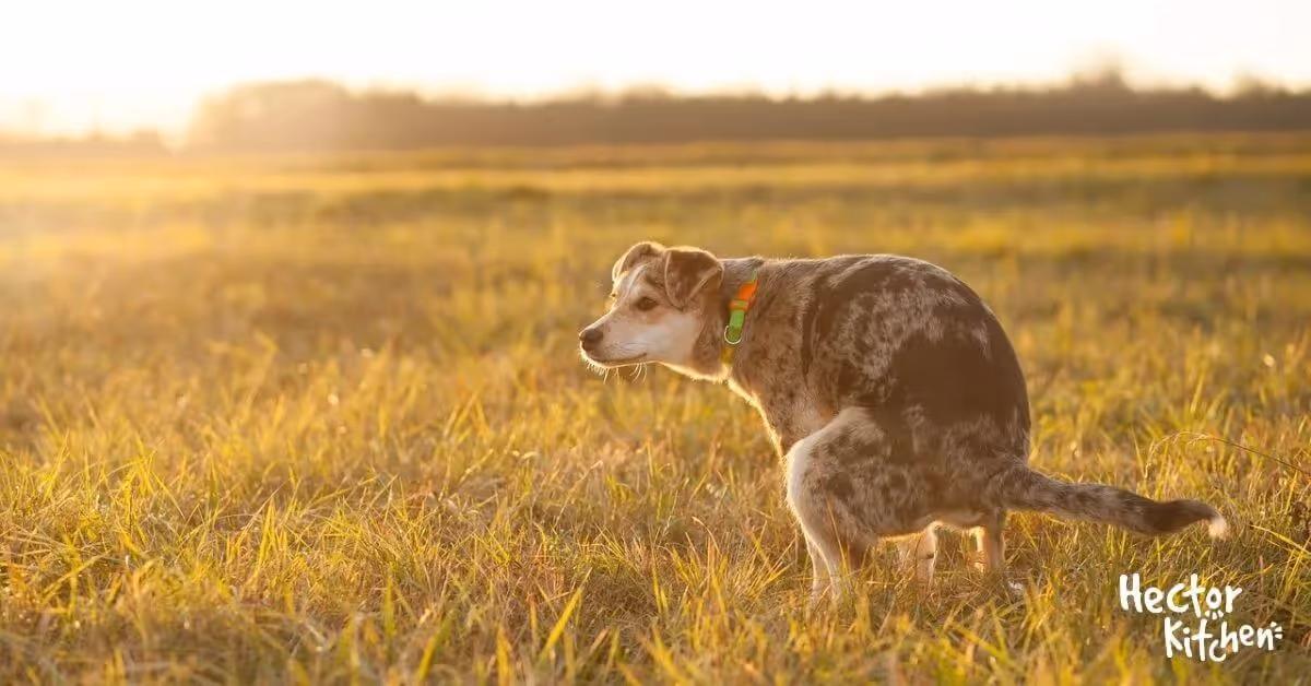 Diarrhée chez le chien : Causes, symptômes et conseils