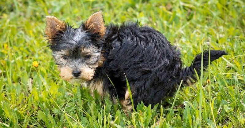 Que faire si mon chien a la diarrhée ?