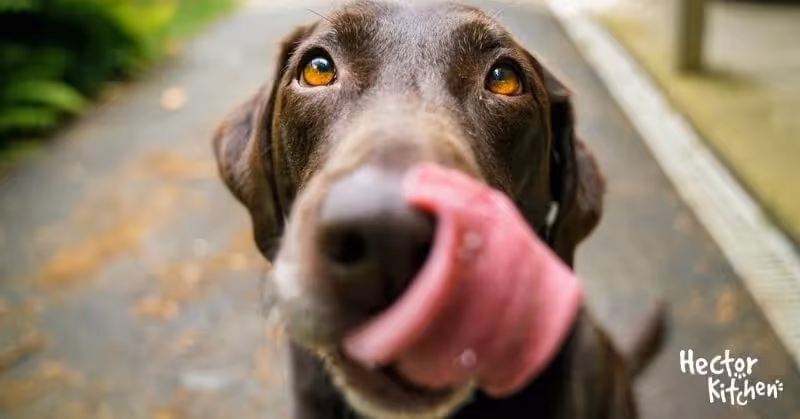 Verdauung bei Hunden: Die Grundlagen für ein gesundes Leben