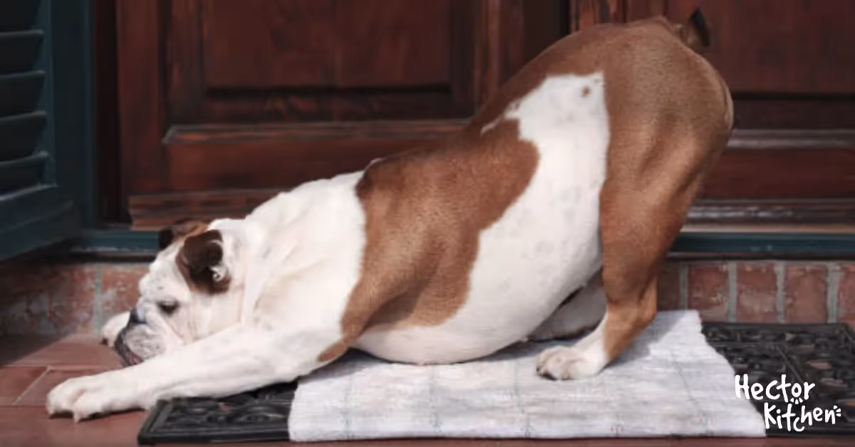Flatulence du chien : causes et solutions