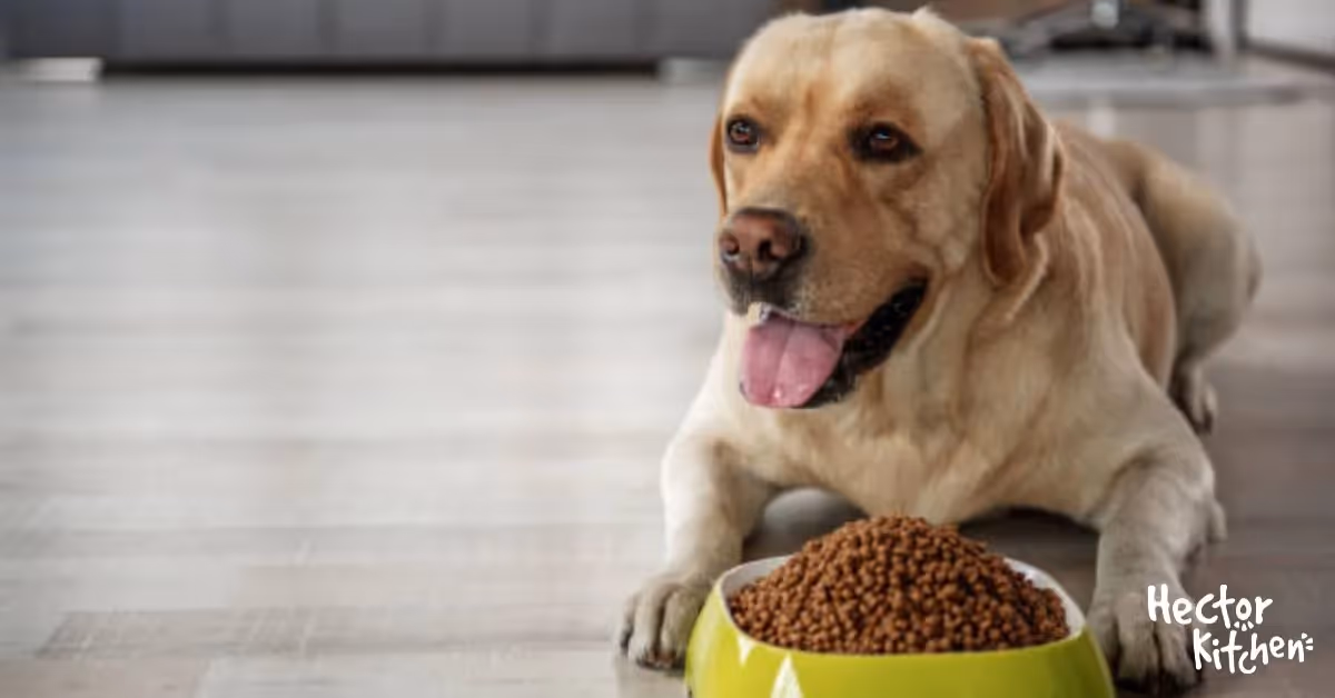 Les labradors sont souvent trop gros : pourquoi ?