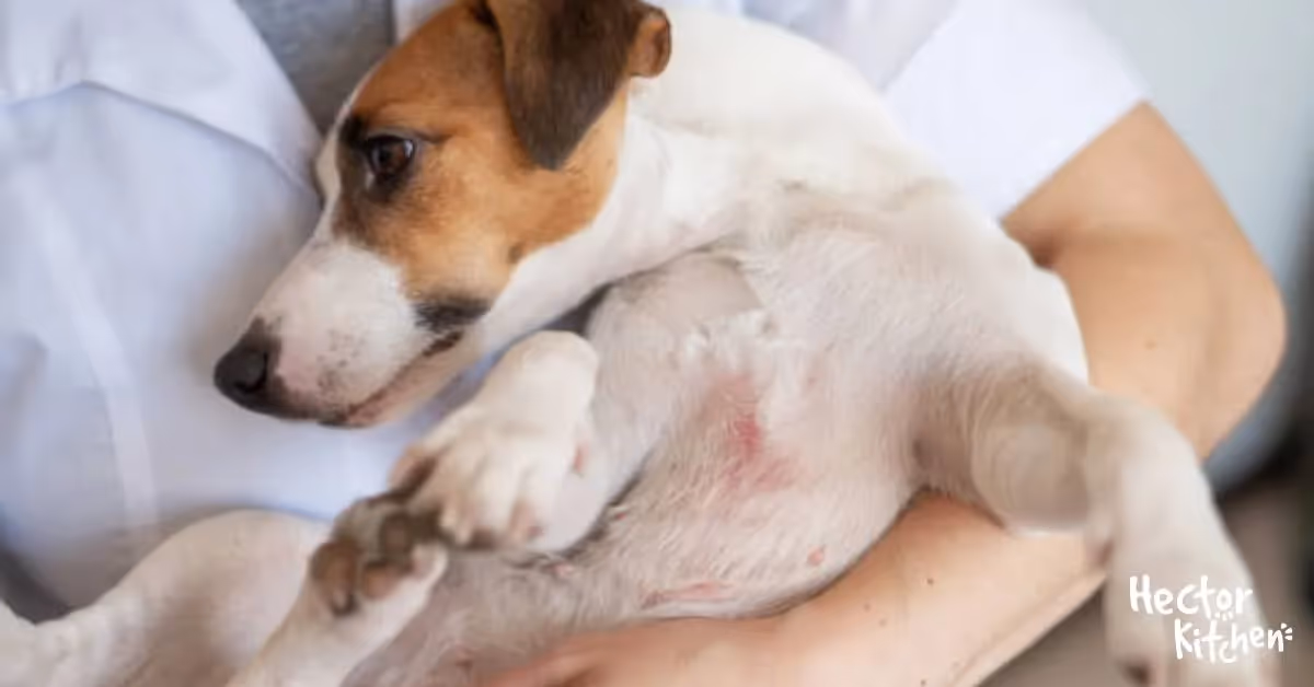 Maladies de peau du chien : guide complet