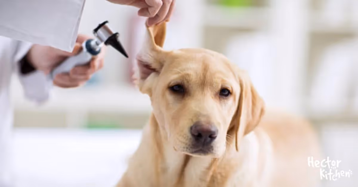 Otite du chien : comment bien la soigner ?