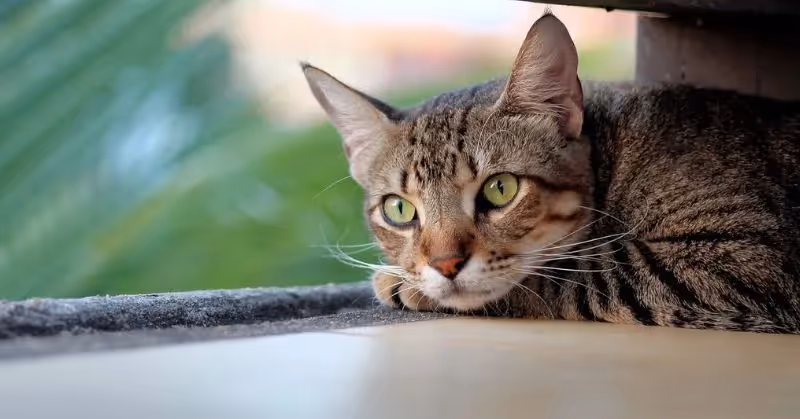 Les chaleurs chez la chatte