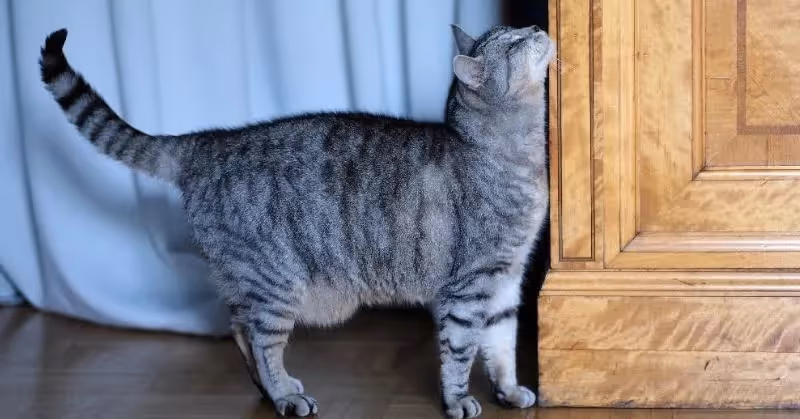Une chatte en chaleur