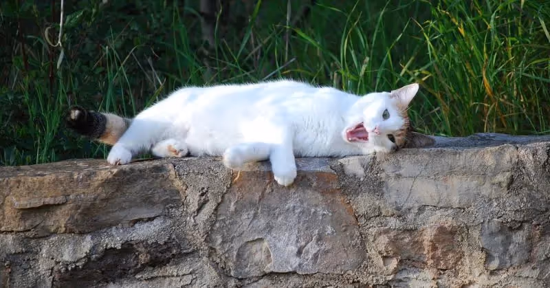 Chatte en chaleur