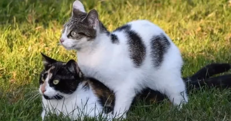 Gérer une chatte en chaleur
