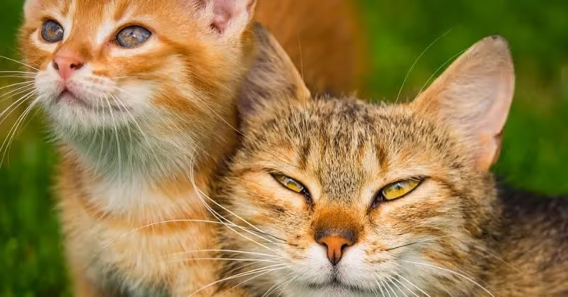 Prévenir les chaleurs chez le chat