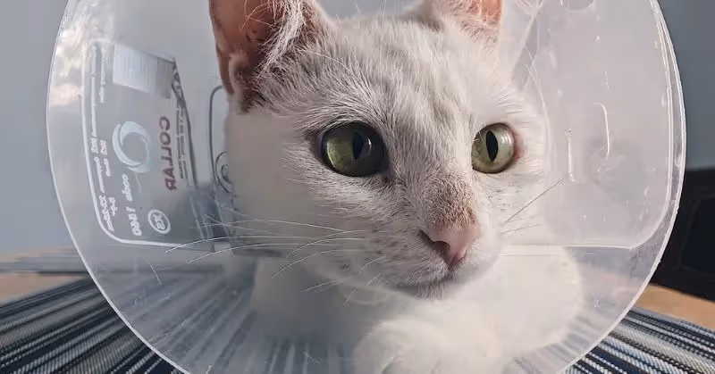 Castration chez le chat