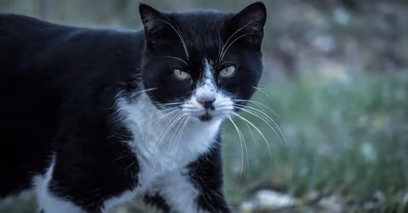 Pourquoi la castration chez le chat ?