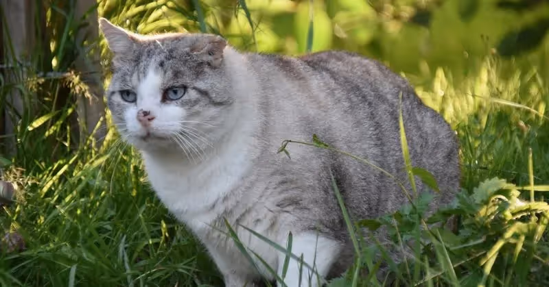 Castration chez le chat : avantages et inconvénients