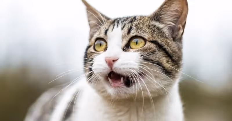 Chat qui bave : pourquoi ?