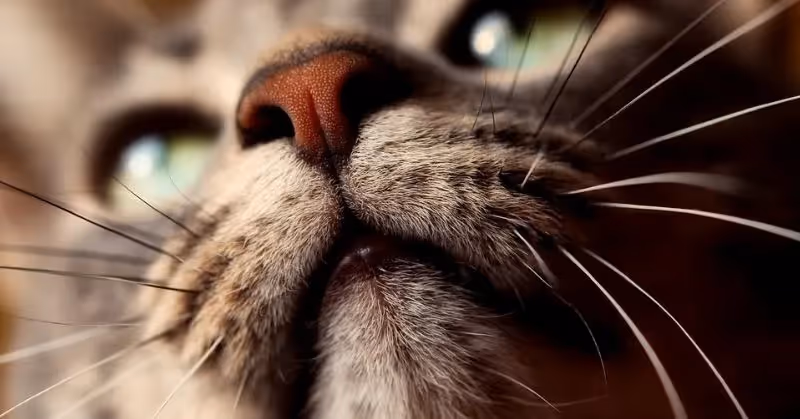 Chat qui bave : le stress