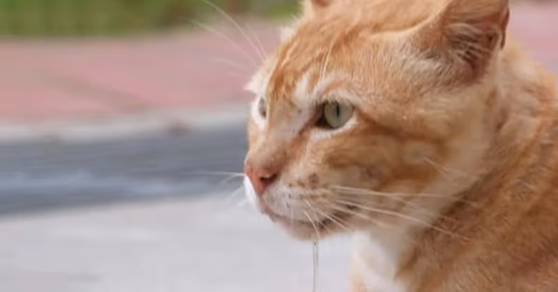 Chat qui bave : est-ce normal
