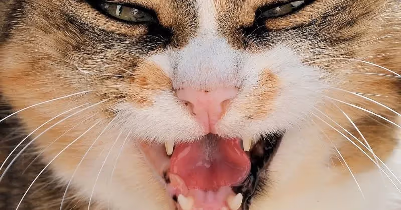 Chat qui bave