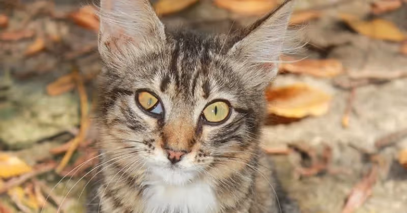 Soigner la conjonctivite du chat