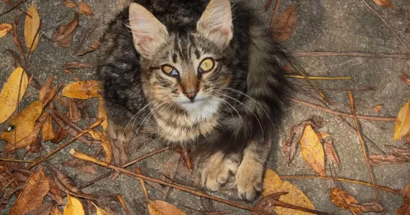 La conjonctivite chez le chat